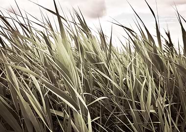 Vintage cattail field