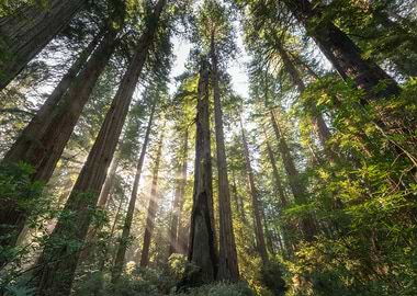 Redwoods National Park