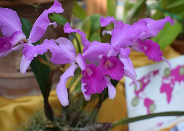 Cattleya lawrenceana 2
