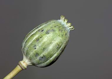 Papaver wild psycho fruit