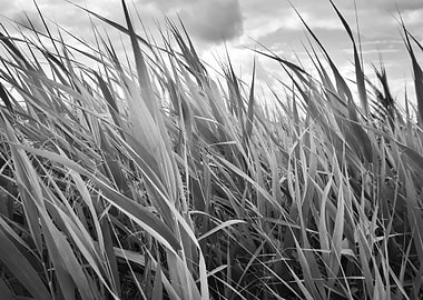 Monochrome cattail field