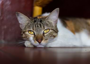 portrait of a cute cat