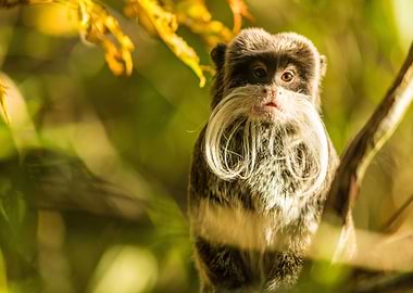 Emperor Tamarin