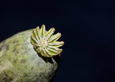 Papaver somniferum opium