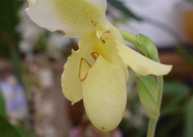 Yellow paphilopedium 2