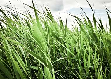 Summer cattail field