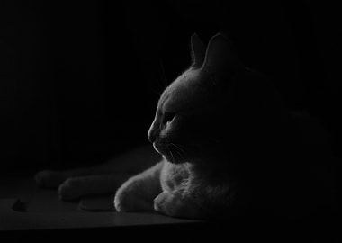 Cat Cats Feline Kitty