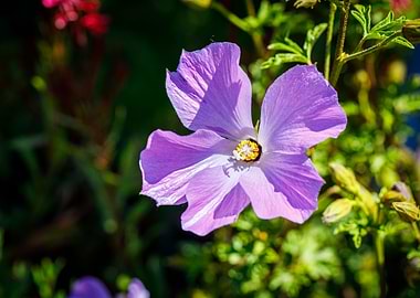 Beautiful flower closeup