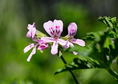 Beautiful flower closeup