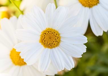 Beautiful daisy closeup
