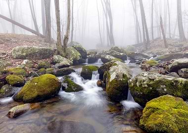 Waterfall in Forest Nature