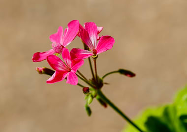 Beautiful flower closeup