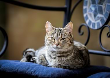 Cat Cats Feline Kitty