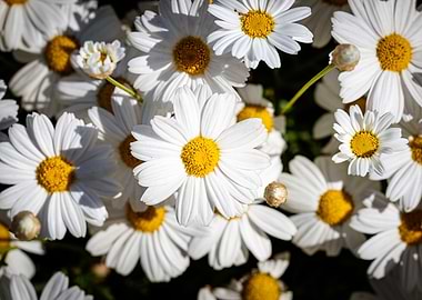 Beautiful daisy closeup