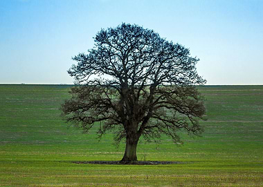 Lonely Tree Nature