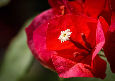 Beautiful flower closeup