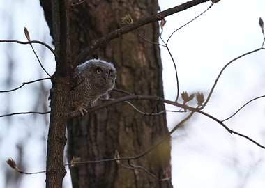 Baby screech owl