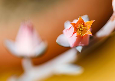 Beautiful flower closeup