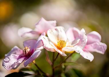 Beautiful flower closeup