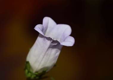 Campanula flower blossom
