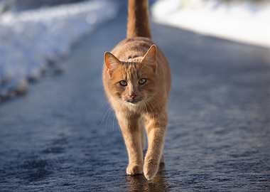 Cat Cats Feline Kitty