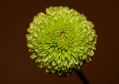 Green flower blossom macro