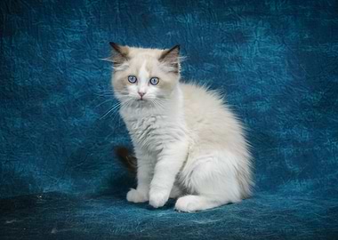 Cat Cats Feline Kitty