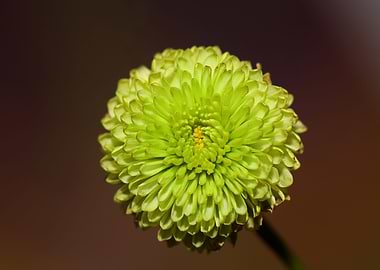 Chrysanthemum green flower