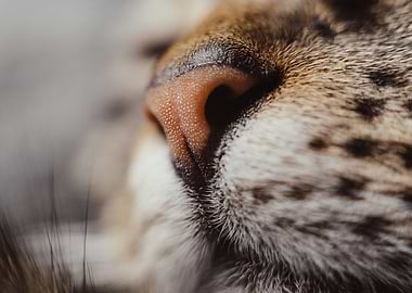 Cat Cats Feline Kitty