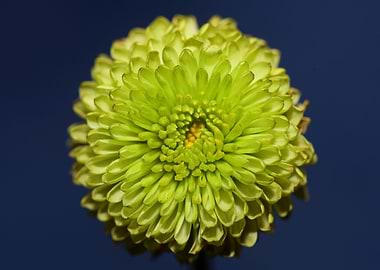 Chrysanthemum flower macro