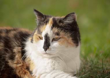 Cat Cats Feline Kitty