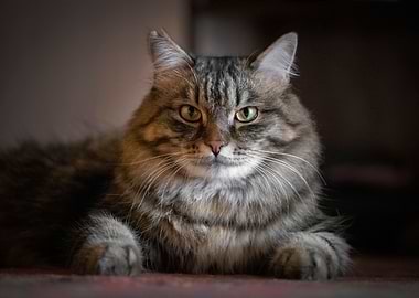 Cat Cats Feline Kitty