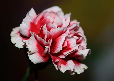 Red Dianthus caryophyllus