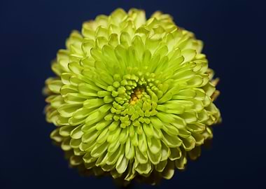 Green flower blossom macro