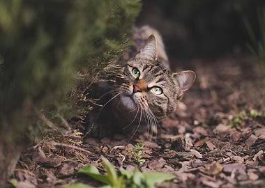 Cat Cats Feline Kitty