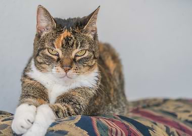 Cat Cats Feline Kitty