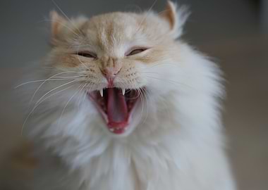 Cat Cats Feline Kitty