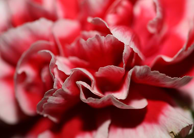 Flower blossoming close up