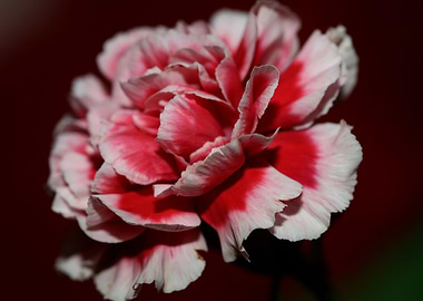 Red dianthus flower macro