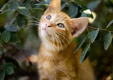 Cat Cats Feline Kitty