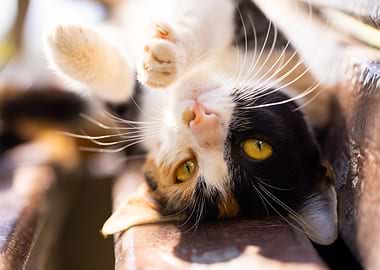 Cat Cats Feline Kitty