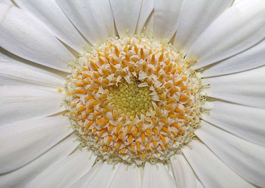 White flower blossom macro