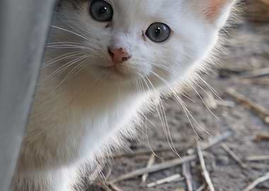 Cat Cats Feline Kitty