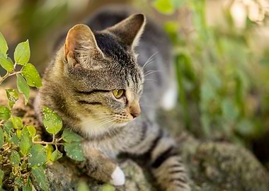 Cat Cats Feline Kitty