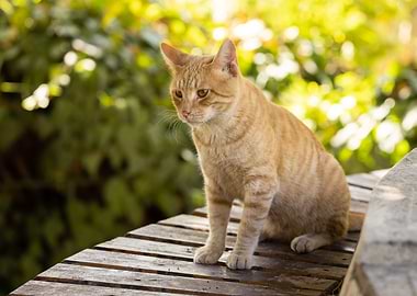 Cat Cats Feline Kitty