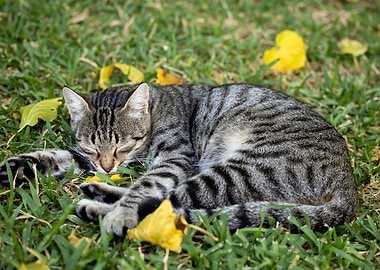 Cat Cats Feline Kitty