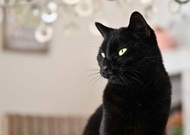 Cat Cats Feline Kitty