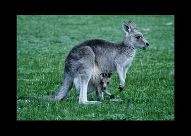 Kangaroo