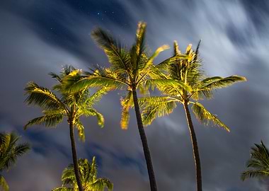 Palm Trees in a storm