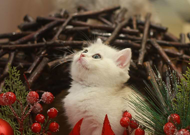 Cat Cats Feline Kitty